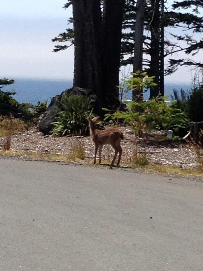 Cygnet Cove Suites Ucluelet Pokoj fotografie