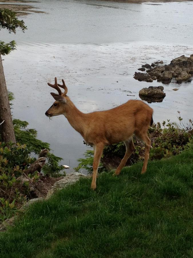 Cygnet Cove Suites Ucluelet Pokoj fotografie